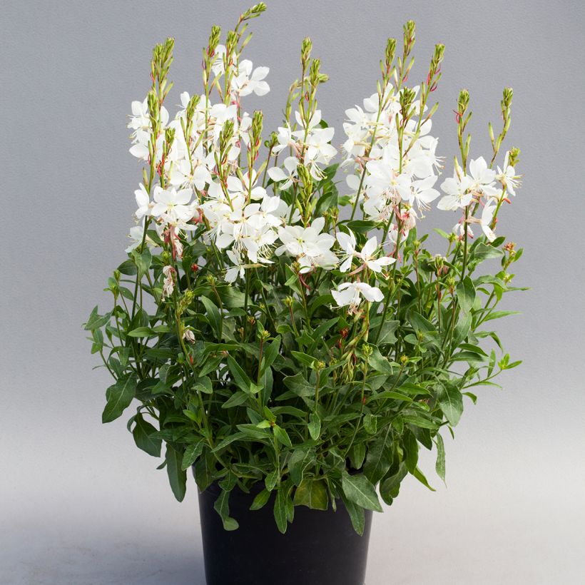 Gaura lindheimeri Emmeline White - seeds (Plant habit)