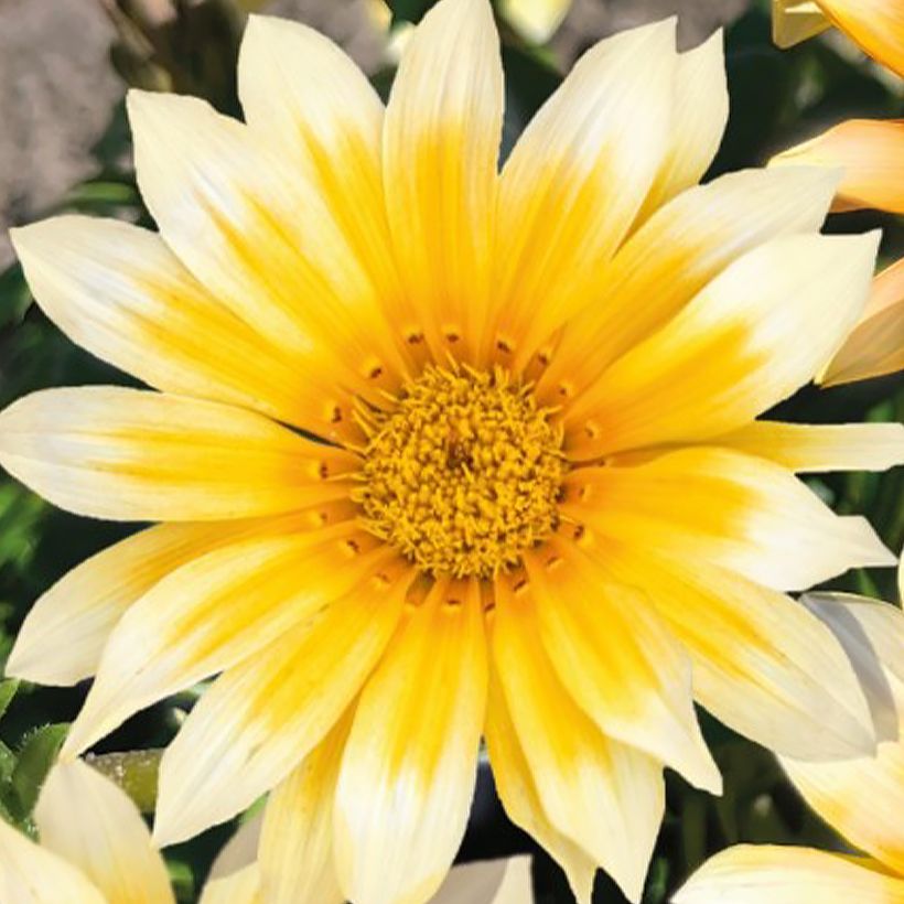 Gazania rigens Zany Sunny Side Up - Treasure flower seeds (Flowering)
