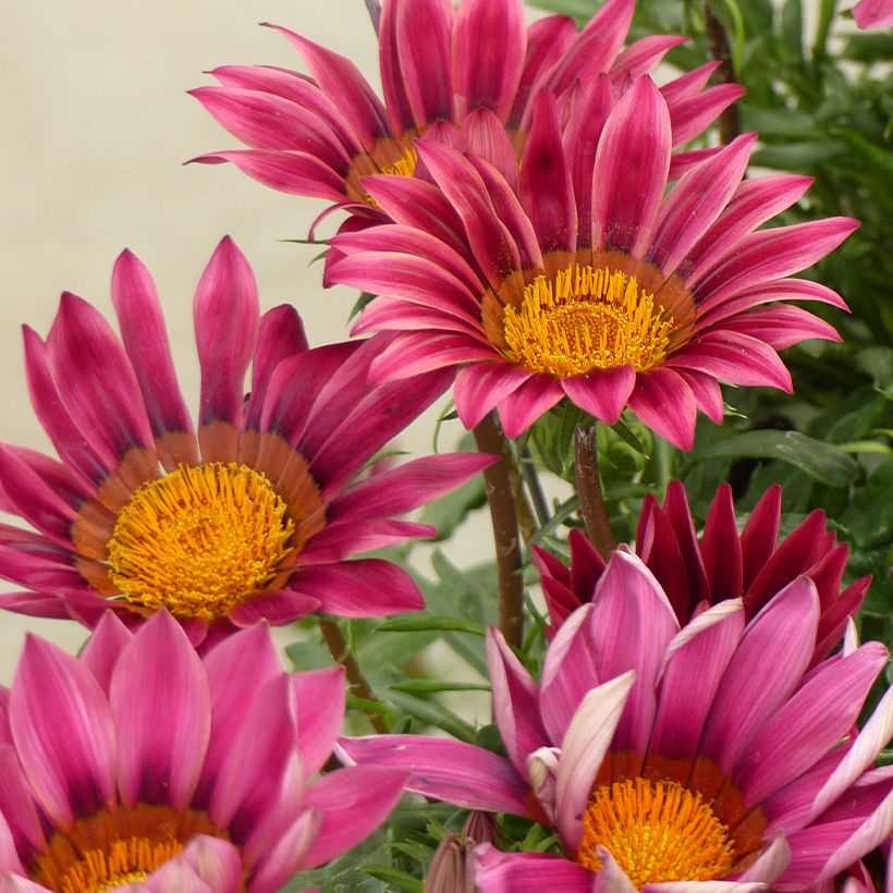 Gazania rigens Zany Pink seeds - Treasure Flower (Flowering)