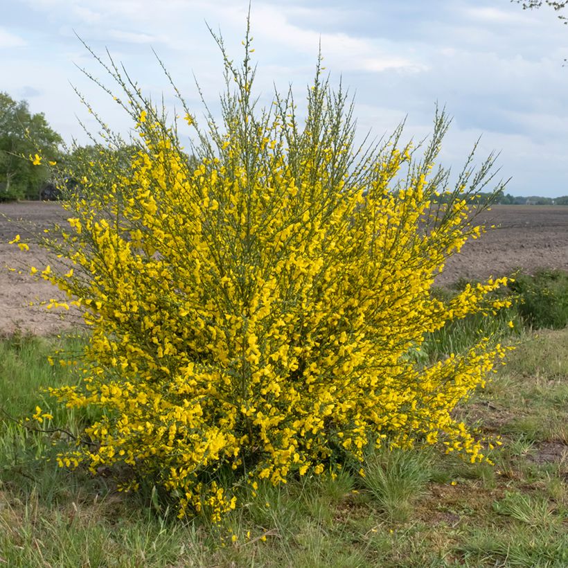 Scotch broom seeds - Cytisus scoparius seeds (Plant habit)