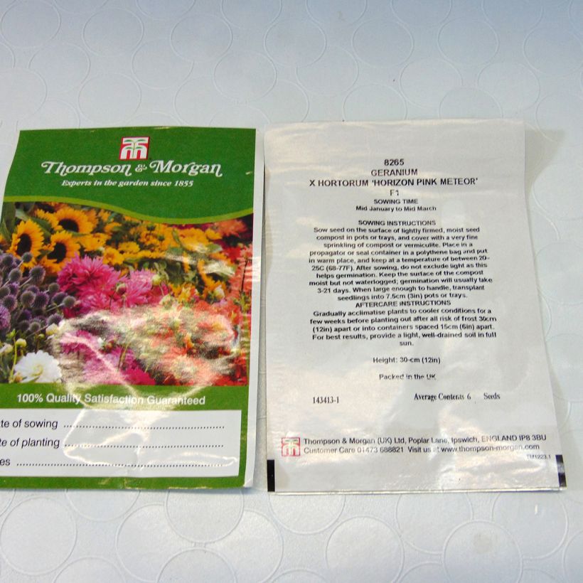 Example of Pelargonium Horizon Pink Meteor F1 Seeds - Geranium specimen as delivered