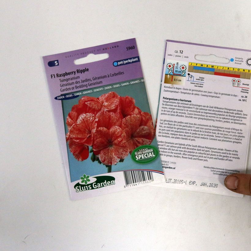Example of Pelargonium Raspberry Ripple - F1 seeds specimen as delivered