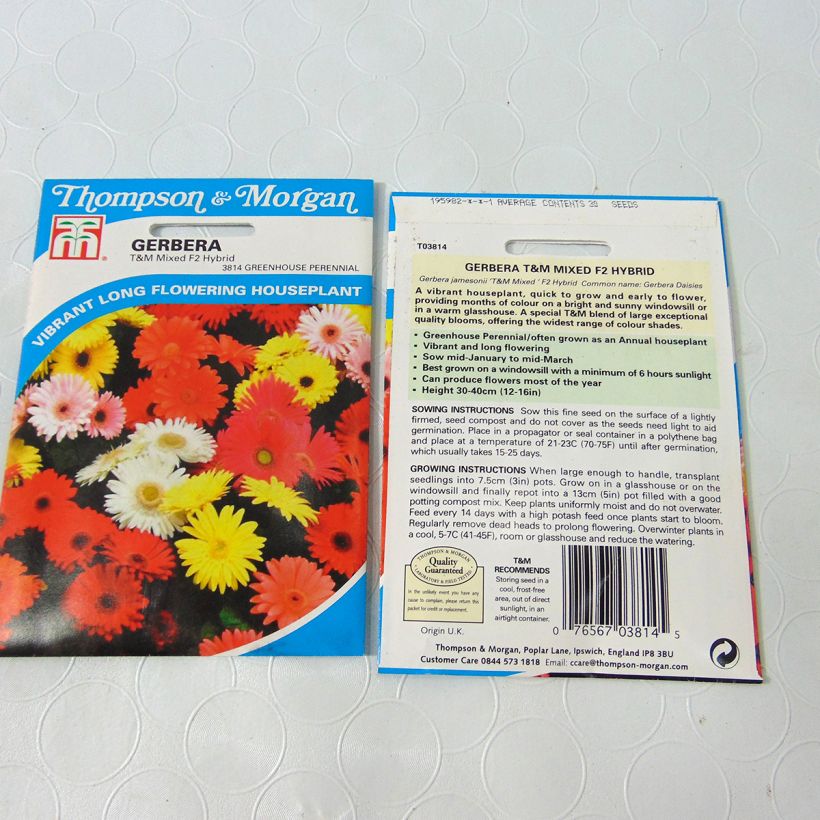 Example of Gerbera jamesonii T&M Mixed F2 Seeds - African Daisy specimen as delivered