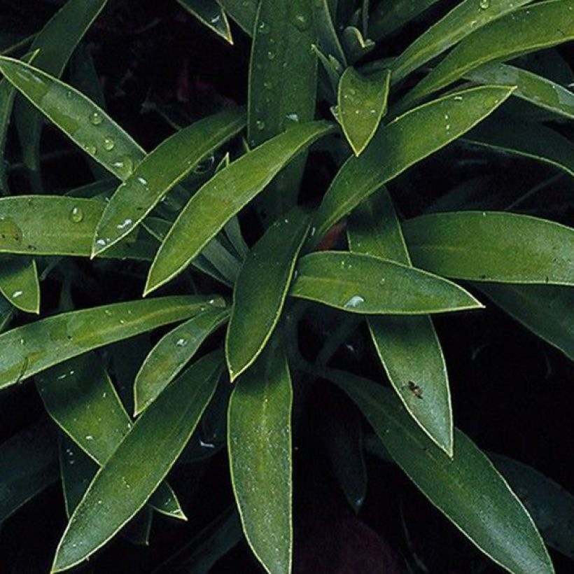 Erysimum x cheiri 'Scarlet Bedder' (Foliage)