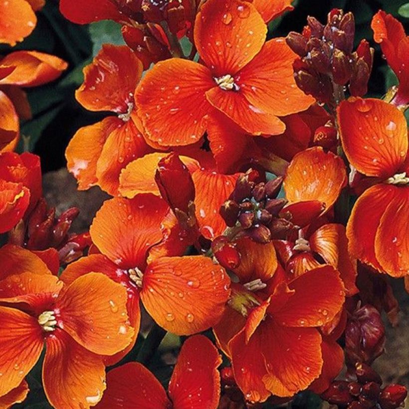 Erysimum x cheiri 'Scarlet Bedder' (Flowering)