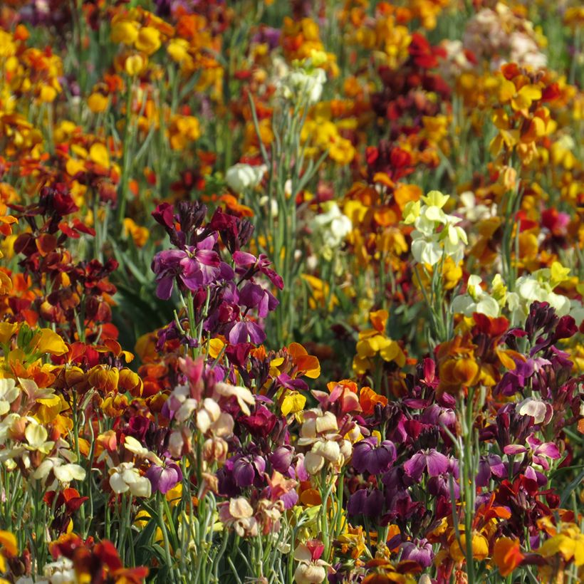 Wallflower Fair Lady Mixed Seeds (Plant habit)