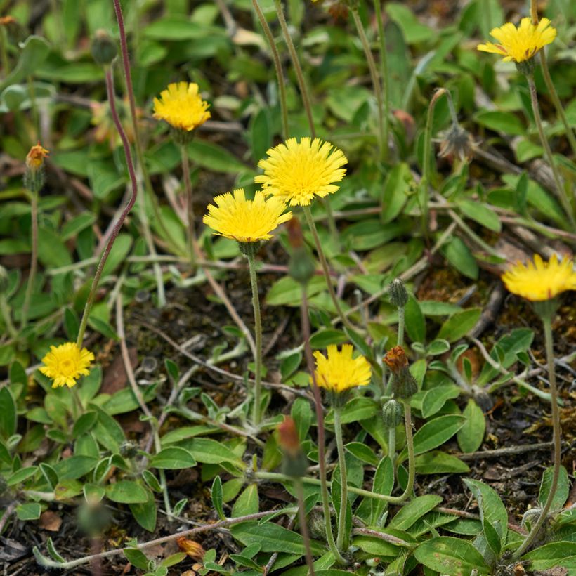 Pilosella officinarum seeds - Mouse-ear Hawkweed (Plant habit)