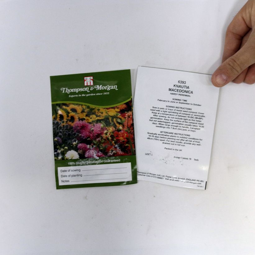 Example of Knautia macedonica Seeds - Macedonian Scabious specimen as delivered