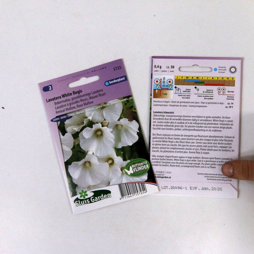 Example of Lavatera trimestris White Regis - Annual Mallow Seeds specimen as delivered