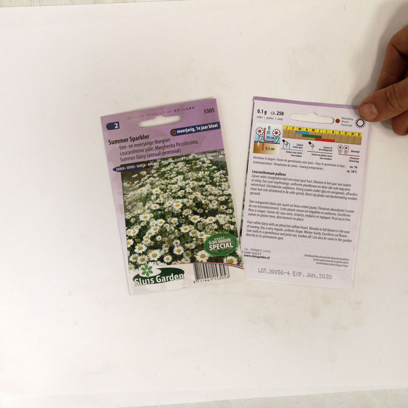 Example of Leucanthemum pallens Summer Sparkler - seeds specimen as delivered