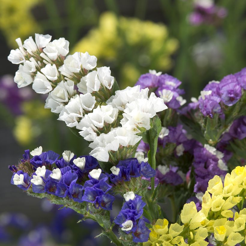 Limonium sinuatum Forever (mixed) -  Waved Sea Lavender seeds (Flowering)