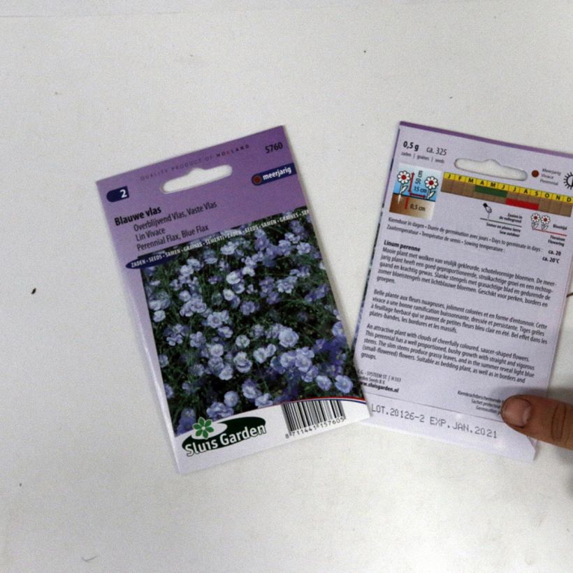 Example of Linum perenne - Blue Perennial Flax Seeds specimen as delivered