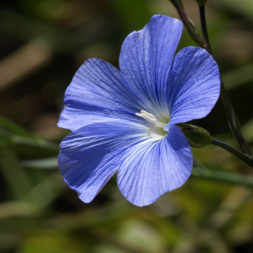 Linum perenne Blau Saphir - seeds (Flowering)