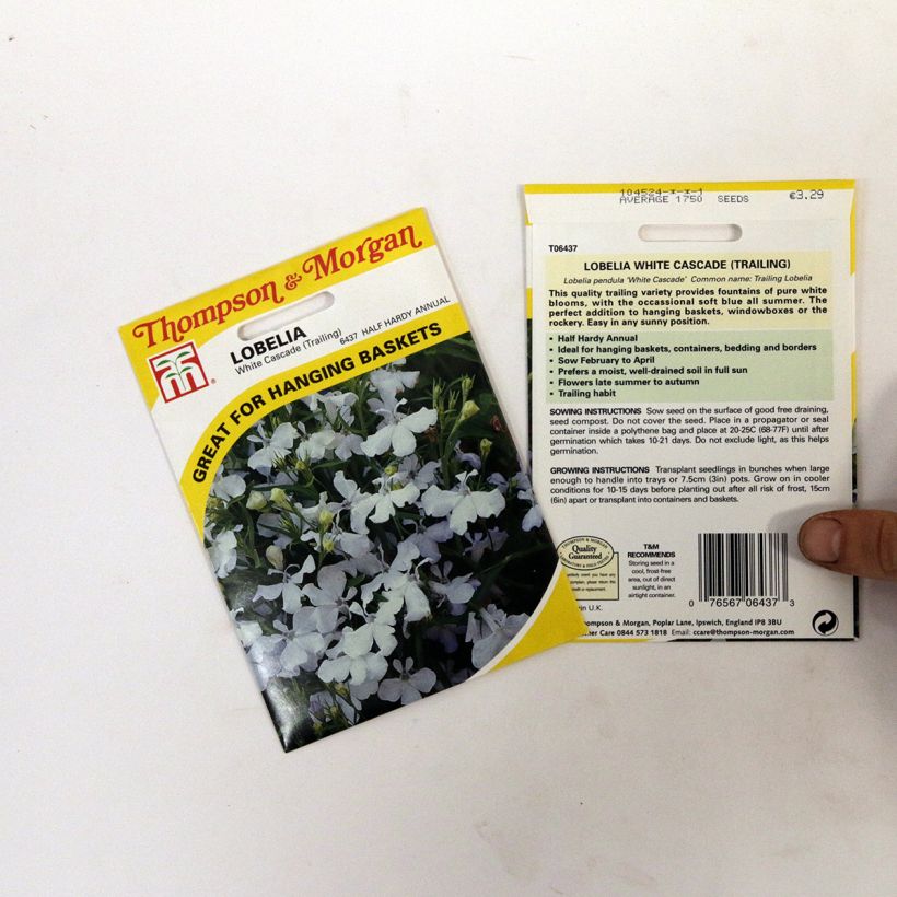 Example of Lobelia erinus White Cascade Seeds specimen as delivered