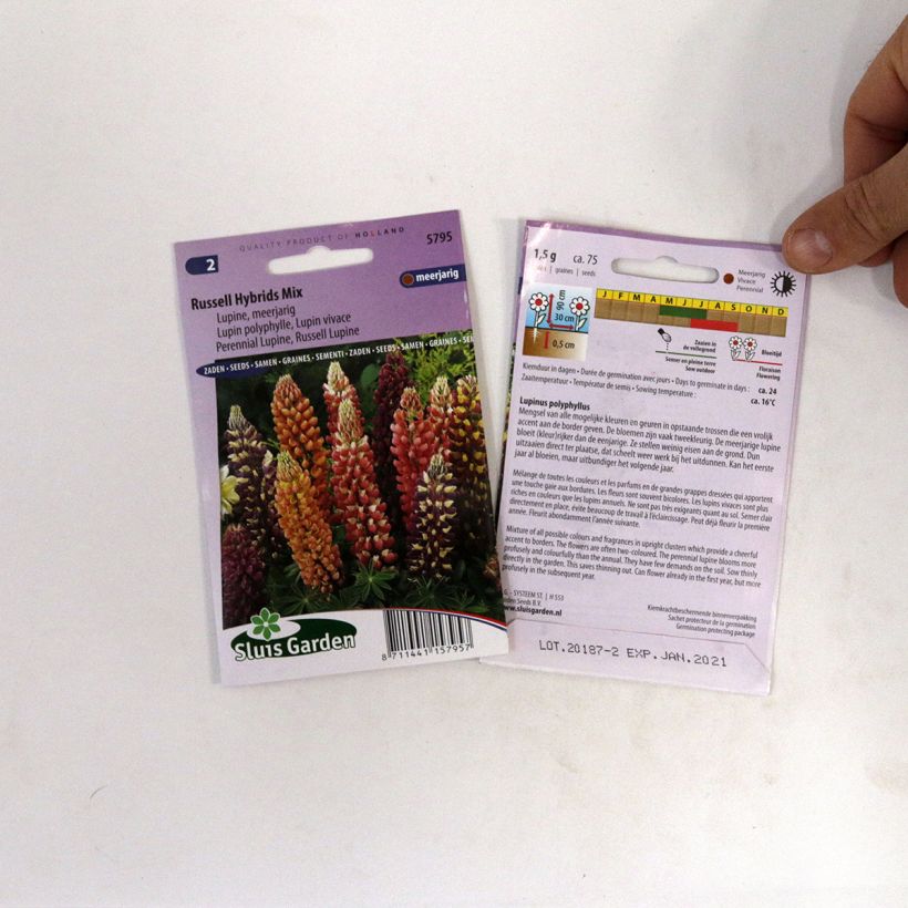 Example of Lupinus polyphyllus Russell Hybrids Mix specimen as delivered