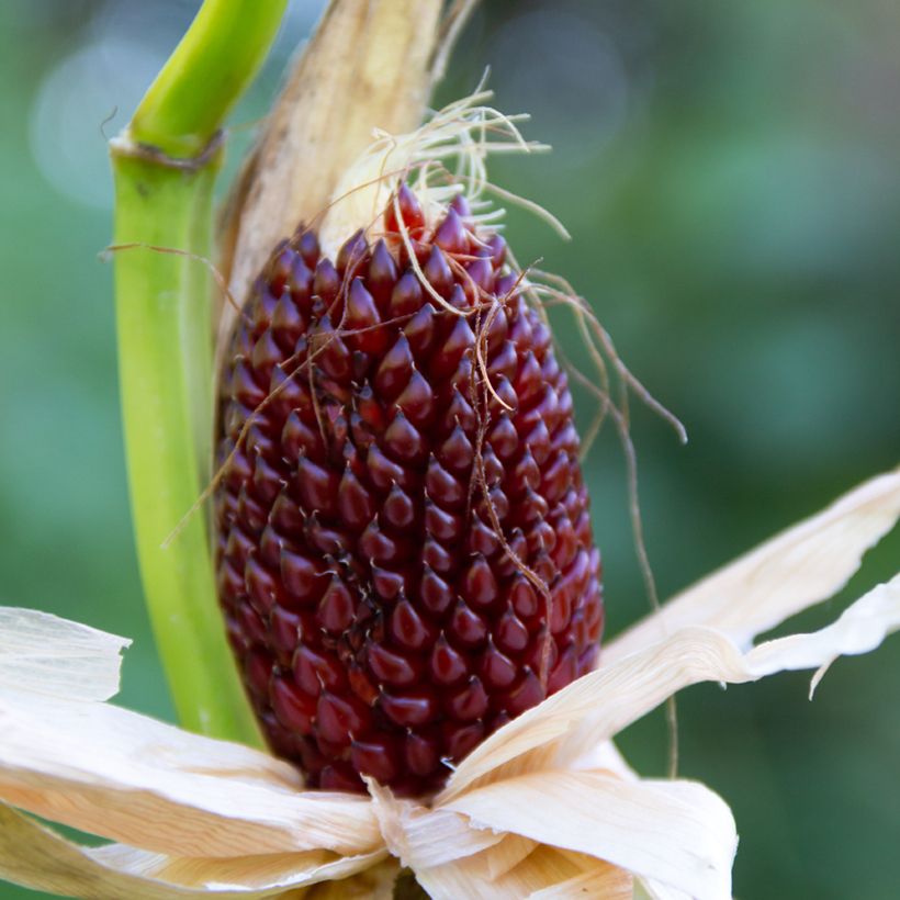 Sweet Corn Strawberry seeds - Zea mays (Harvest)