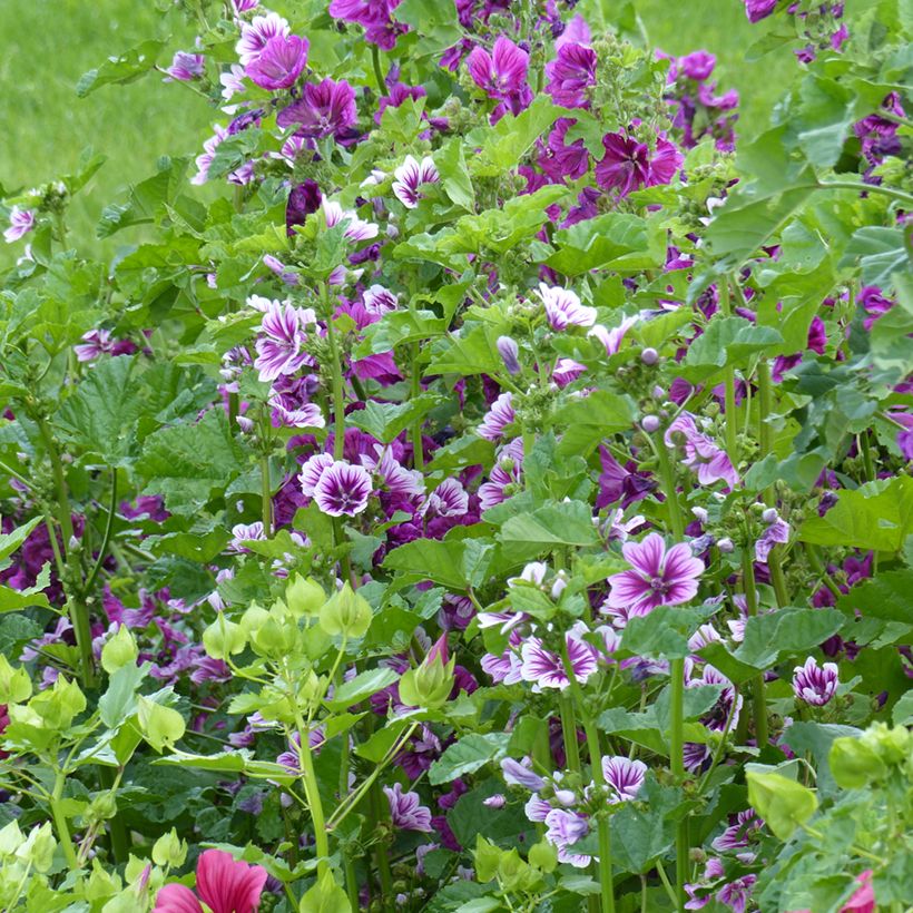 Malva sylvestris Purple Zebra Mix - Common mallow seeds (Plant habit)