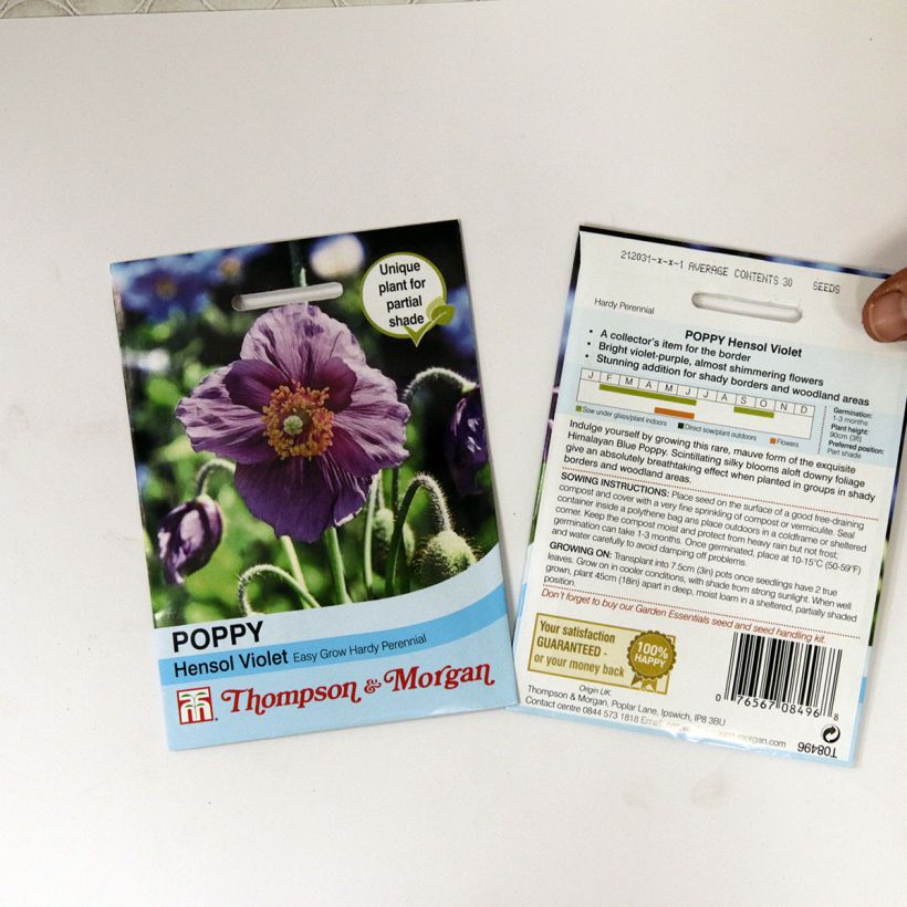 Example of Meconopsis baileyi Hensol Violet - Blue Poppy specimen as delivered
