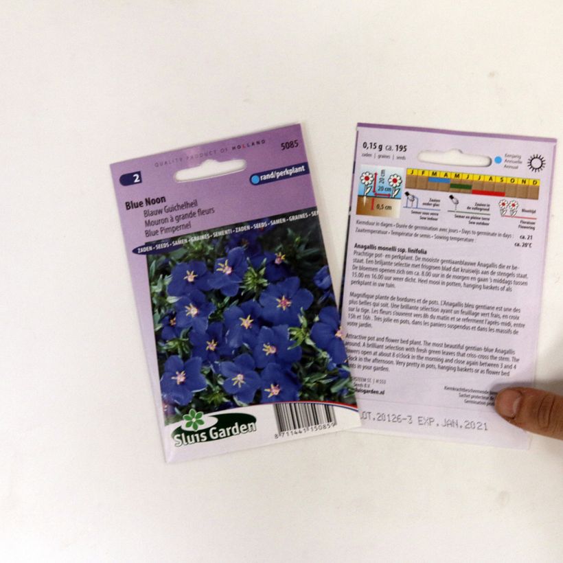 Example of Anagallis monelli Blue Noon - Blue Pimpernel seeds specimen as delivered