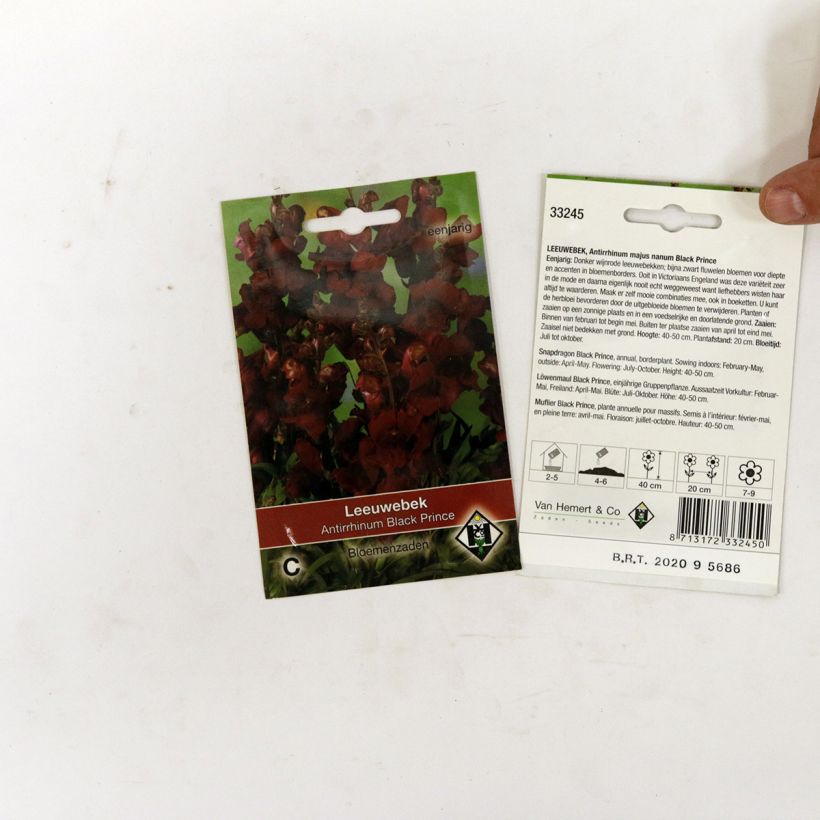 Example of Snapdragon Black Prince Seeds - Antirrhinum majus specimen as delivered