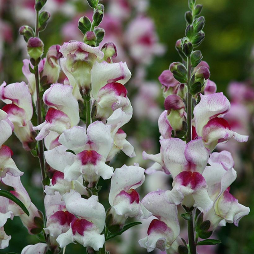 Snapdragon Lucky Lips Seeds - Antirrhinum majus (Flowering)