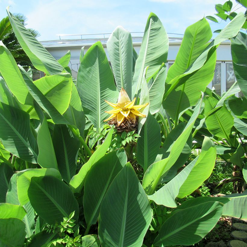 Musella lasiocarpa - Golden Lotus Banana seeds (Foliage)