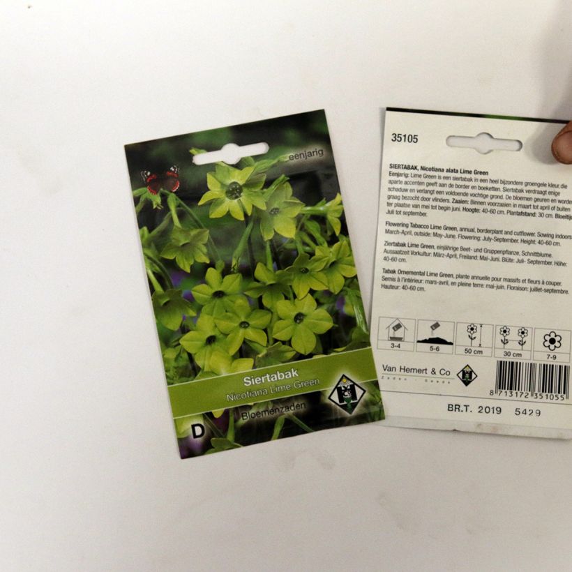 Example of Tobacco plant Lime Green Seeds - Nicotiana alata specimen as delivered