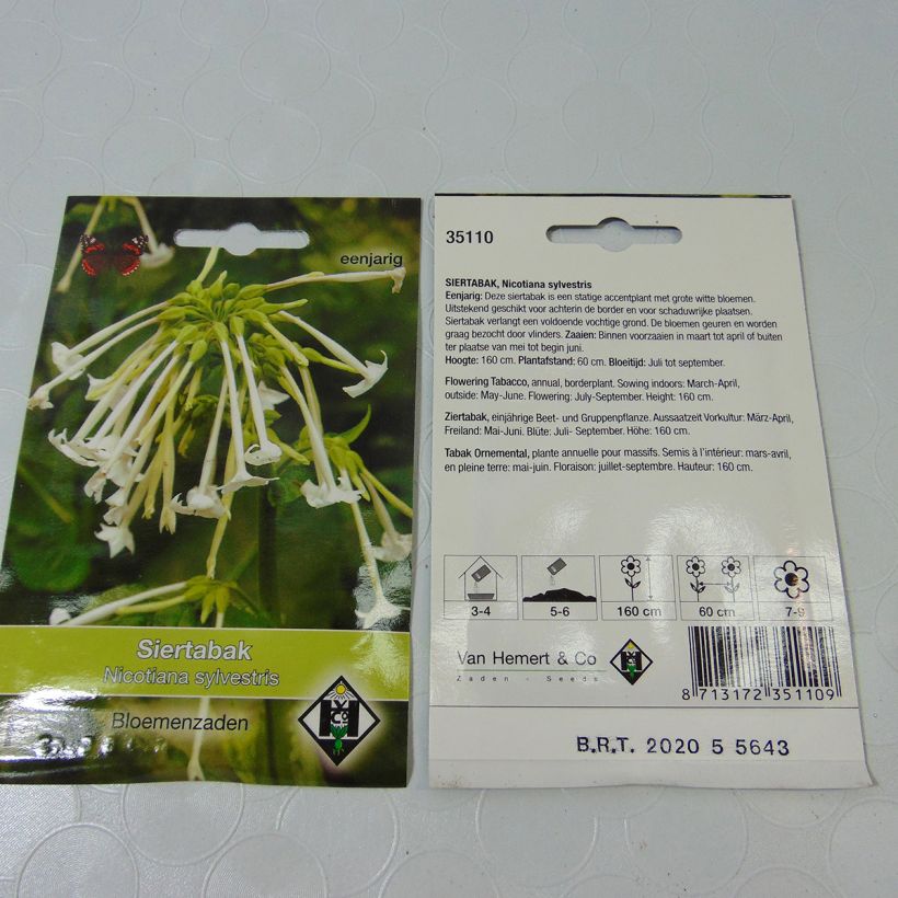 Example of Tobacco plant Seeds - Nicotiana sylvestris specimen as delivered