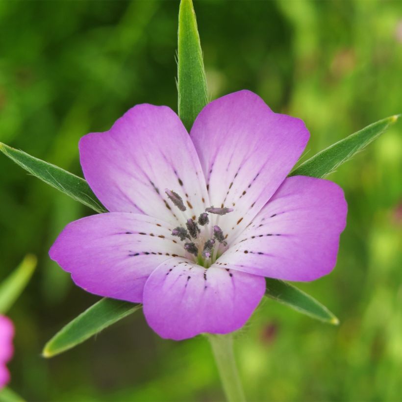 Agrostemma githago (Flowering)