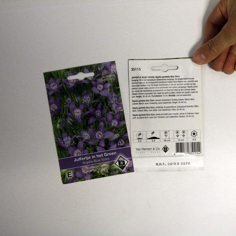 Example of Nigella garidella Blue Stars - Love-in-a-mist Seeds specimen as delivered
