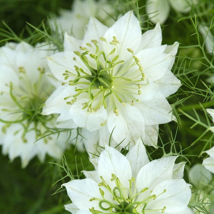 Nigella damascena White (Flowering)