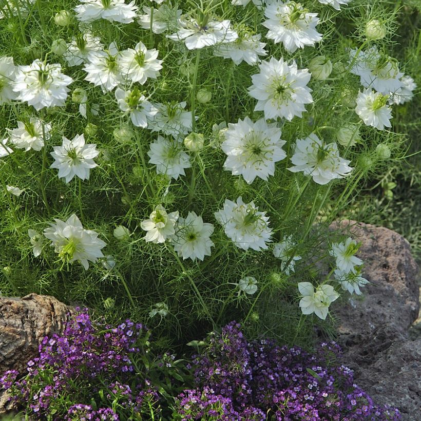 Nigella damascena White (Plant habit)