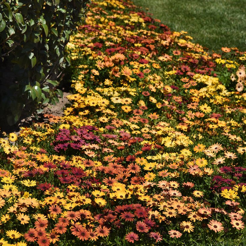 Osteospermum Akila Sunset Shades seeds - Cape Daisy (Plant habit)