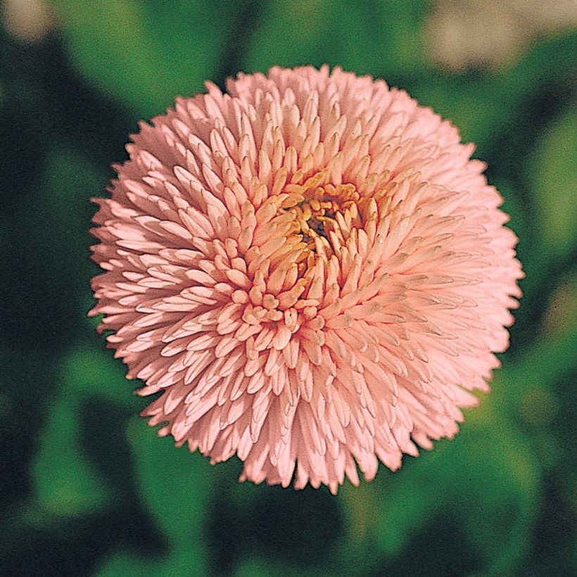 Bellis perennis Robella seeds - Daisy (Flowering)