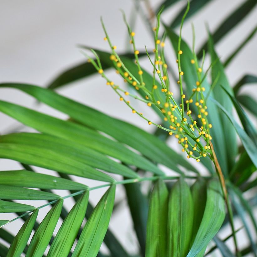 Chamaedorea elegans Collinea seeds - Mountain palm (Flowering)