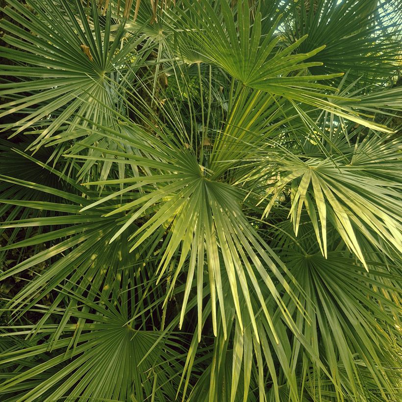 Chamaerops humilis - Dwarf fan palm (Foliage)