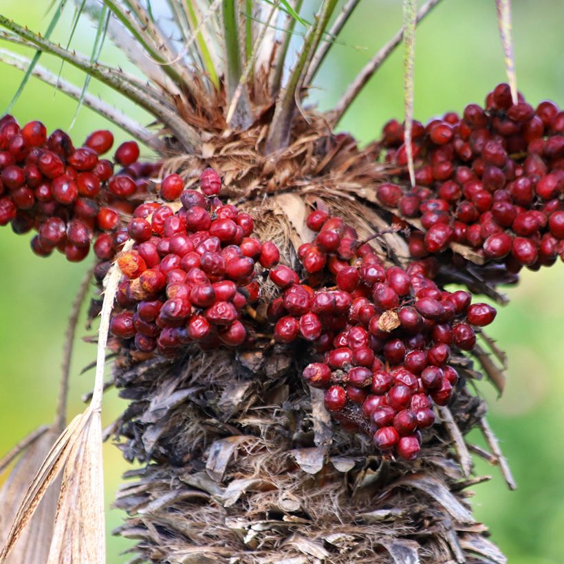 Chamaerops humilis - Dwarf fan palm (Harvest)