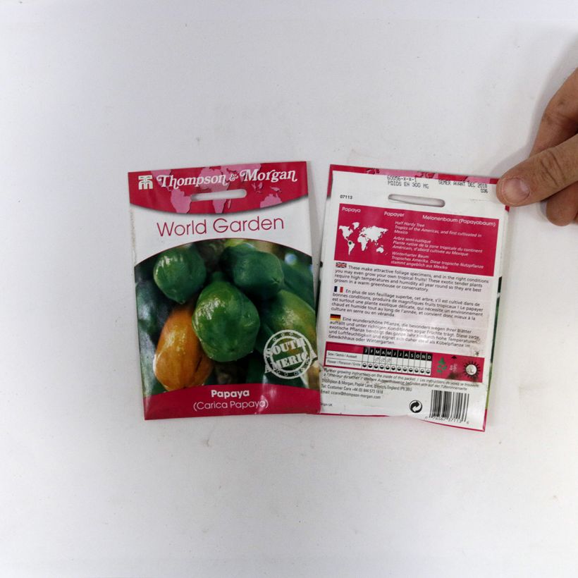 Example of Carica papaya - Papaya seeds per pack of 25 seeds specimen as delivered