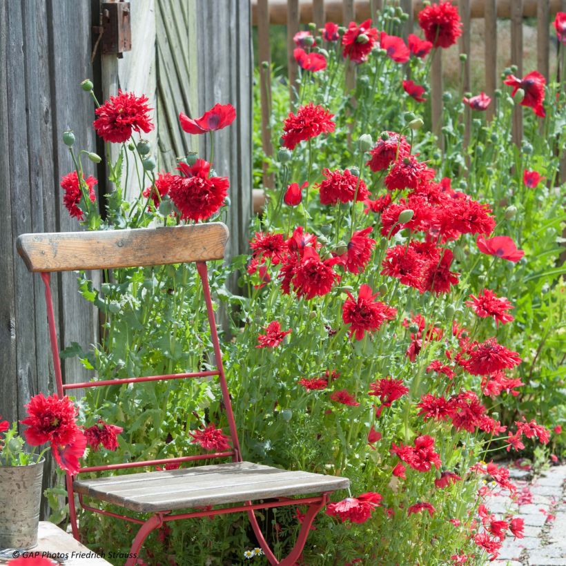 Opium Poppy Red Peony Seeds - Papaver somniferum (Flowering)