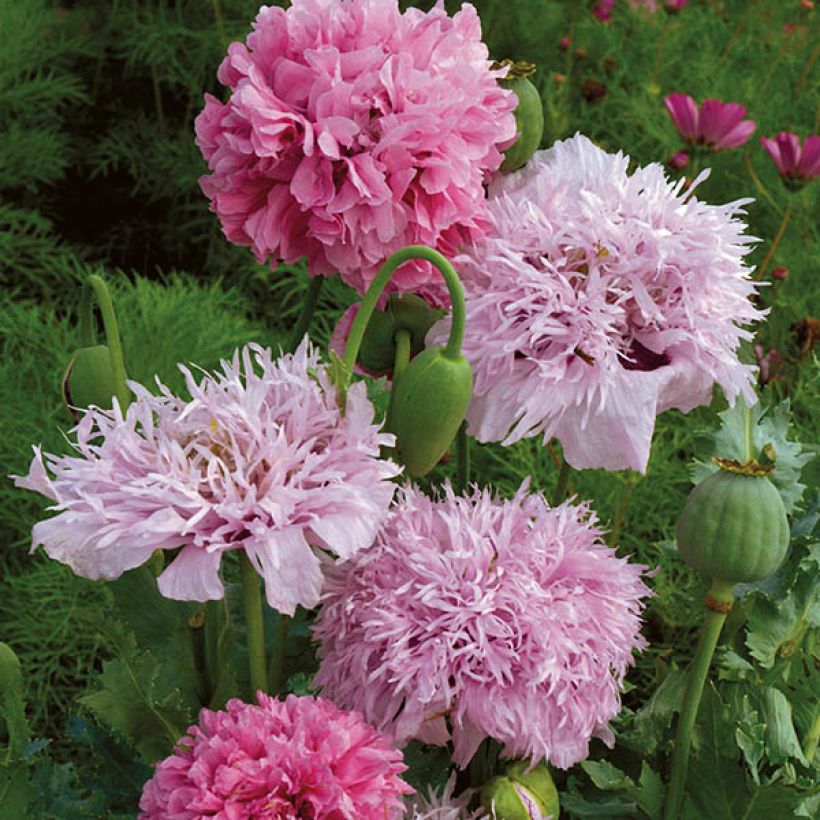 Opium Poppy Tallulah Belle Blush Seeds - Papaver somniferum (Flowering)