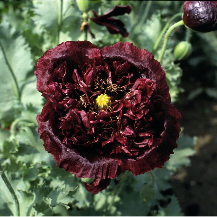 Opium Poppy Black Peony - Papaver somniferum (Flowering)