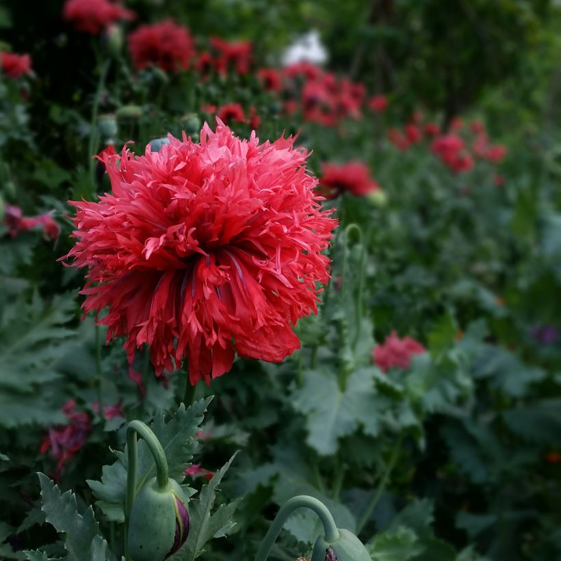 Papaver somniferum Crimson Feathers - Opium Poppy seeds (Flowering)