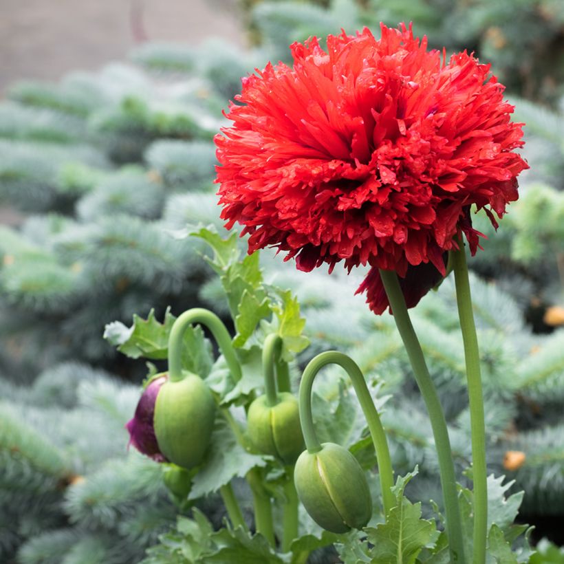 Papaver somniferum Laciniatum Scarlet - Opium Poppy seeds (Flowering)
