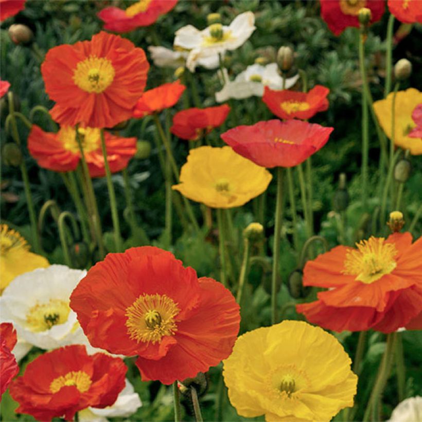 Papaver nudicaule Pulchinella Mixed (Flowering)