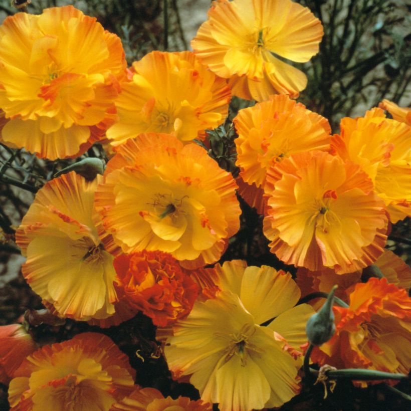 Eschscholzia californica Thai Silk Apricot Chiffon - California poppy seeds (Flowering)