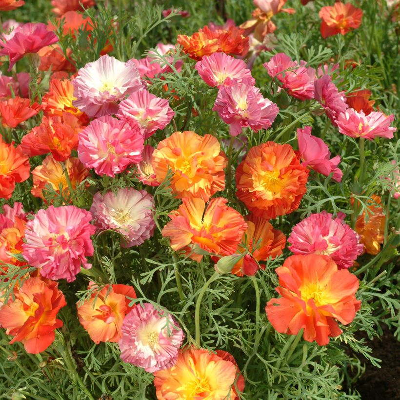 Eschscholzia californica Thai Silk Formula Mixture - California poppy seeds (Flowering)