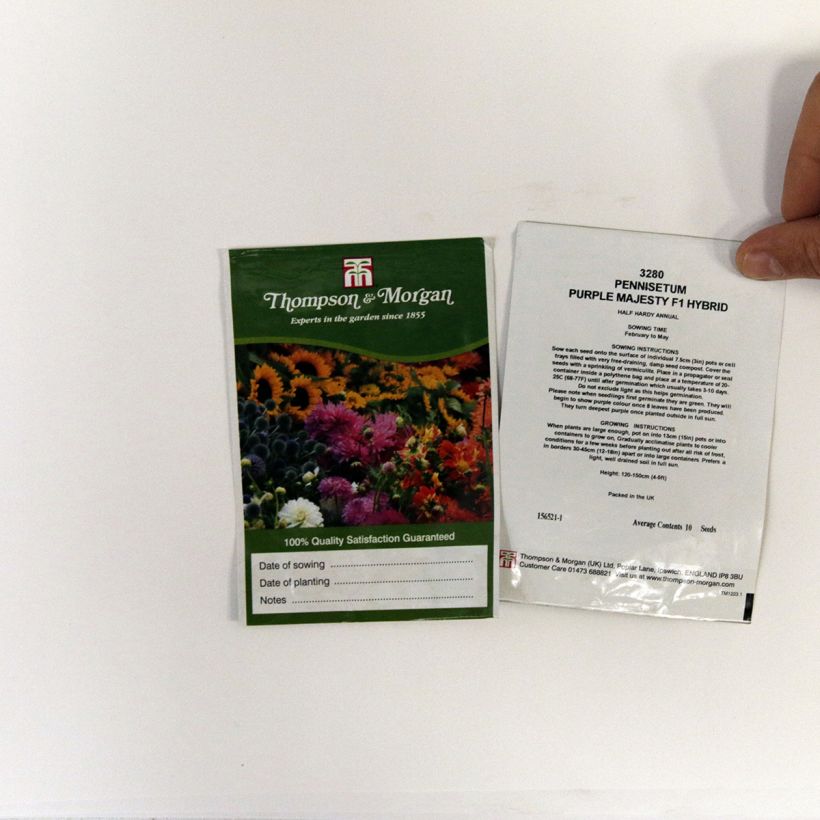 Example of Pennisetum glaucum Purple Majesty specimen as delivered
