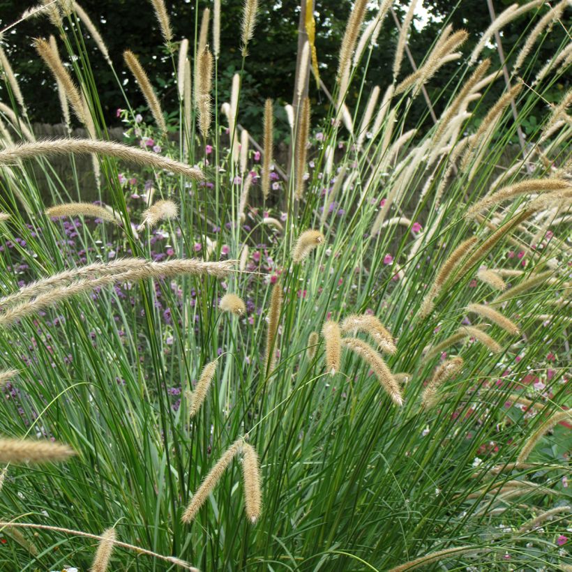Pennisetum macrourum Tail Feathers Seeds - African feather grass (Flowering)