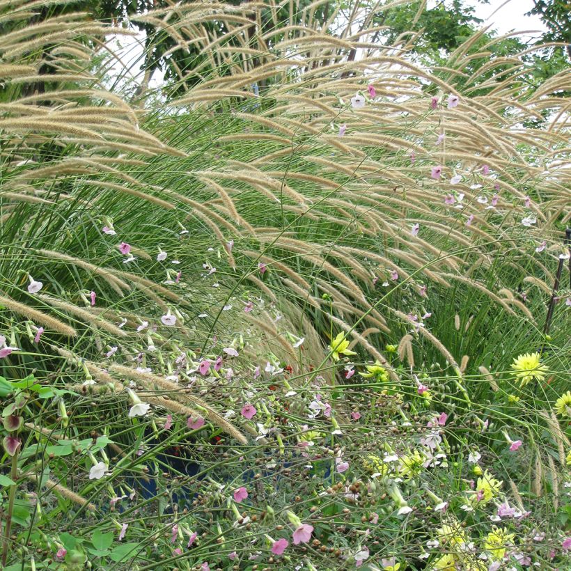 Pennisetum macrourum Tail Feathers Seeds - African feather grass (Plant habit)