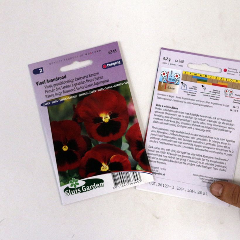 Example of Viola - Pansy Alpenglow Seeds specimen as delivered